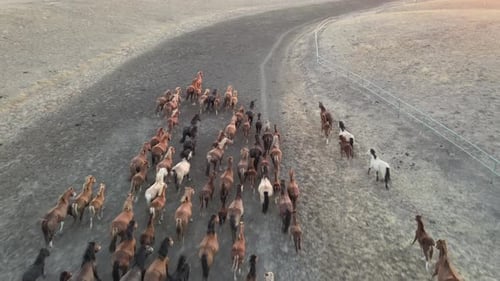 Wild Horses Running