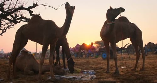 Des
chameaux à la foire aux chameaux de Pushkar Mela sur le terrain, mangeant de la mastication au lever du soleil. Pushkar, Rajasthan