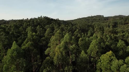 Summer green trees of forest background