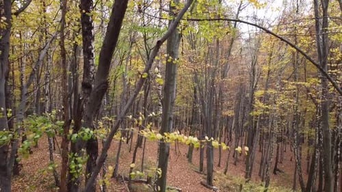 Autumn Forest 14
