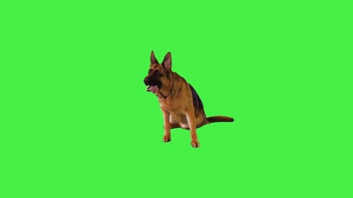 Pastor alemão deitado e sentado em uma tela verde Chroma Key