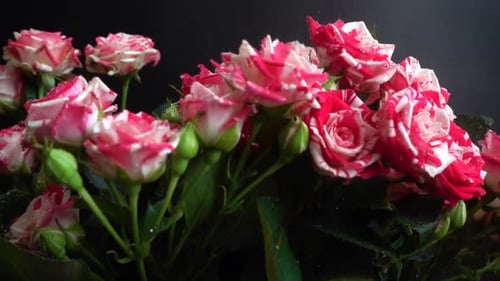 Roses on a black background. Falling drops of water on flowers