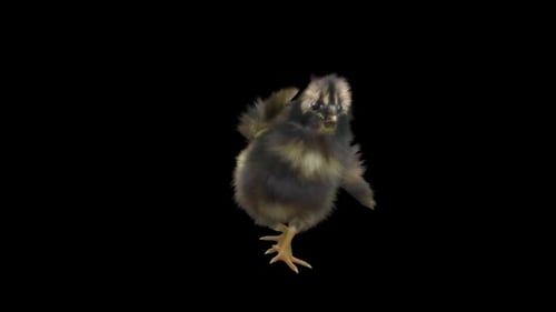 Adorable Dancing Baby Chick Animation