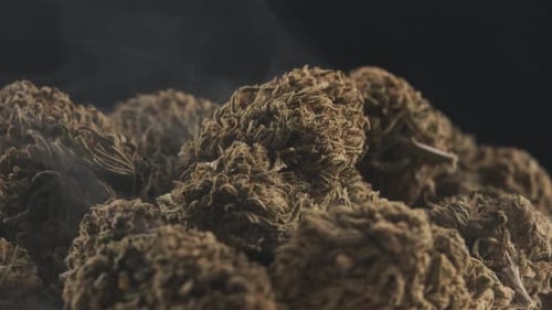 Close-up shot of cloud of smoke with many Marijuana CBD buds rotating on a black background