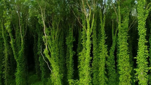 Grüne Bäume in Tropical