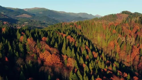 Vol en Drone au-dessus des montagnes et des vallées boisées en automne avec un feuillage coloré sur des arbres dans un