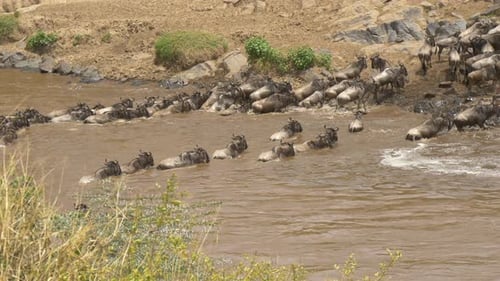 Gnus crossing a river