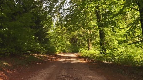Fly By Shot Through The Forest Dirt Road