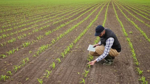 Farmer Uses Tablet To Inspect Young Green Corn Plants
