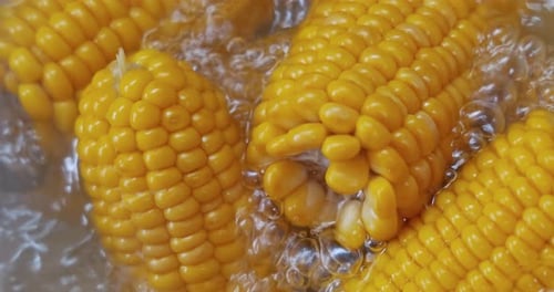 Yellow Corn on the Cob Boiling in Water