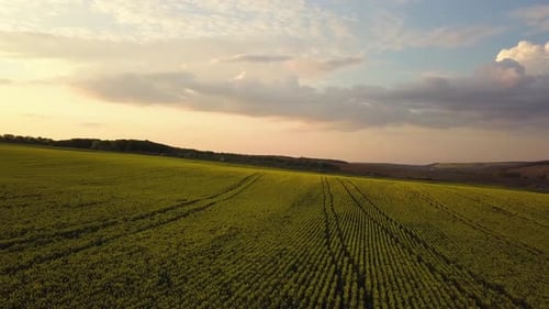 Aerial view of bright green agricultural farm field with growing rapeseed plants at sunset
