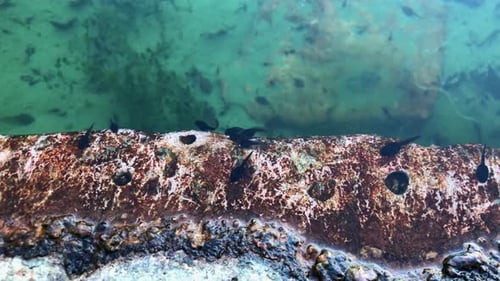 Kaulquappen, Amphibienlarven, insbesondere Frösche