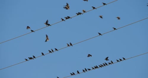 A flock of European starlings (Sturnus vulgaris) roost on overhead wires. Occitanie, France