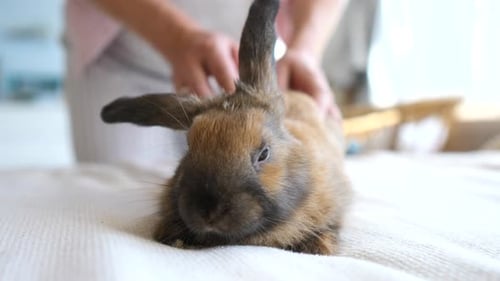 Person Petting a Rabbit on a White Blanket