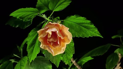 Blooming of Orange Flower with Green Leaves