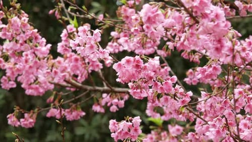 Sakura Cherry Blossom
