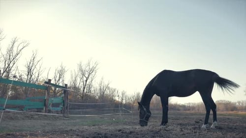 Beautiful Thoroughbred Horse Graze in the Meadow, Eat Grass. Animal Care. Concept of Horses and