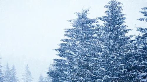 Snowfall in Winter in the Forest Soft Snowy Christmas Morning with Falling Snow