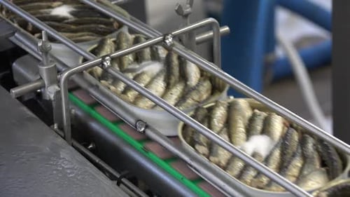 Canned Fish Moving on Conveyor Belt