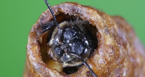 |European Honey Bee, apis mellifera, Emergence of a Queen, Bee Hive in Normandy, Real Time 4K