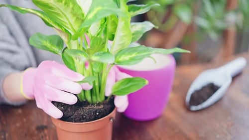 Close Up Transferring Plant to a New Pot