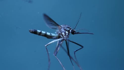 Mosquito Analysis