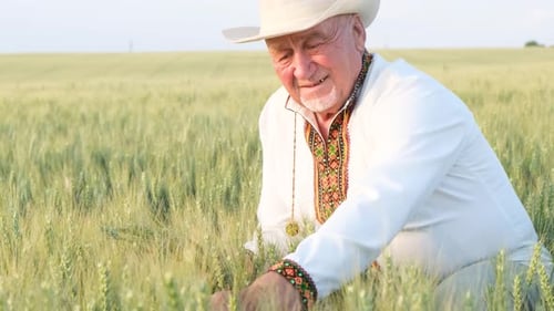 Elderly Farmer Inspecting Wheat Crop in Rural Field
