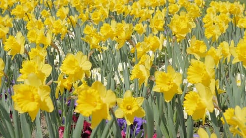 Garten der Narzisse pseudonarcissus Blumen winken langsam im Wind 4K 2160p UltraHD-Aufnahmen - Nar