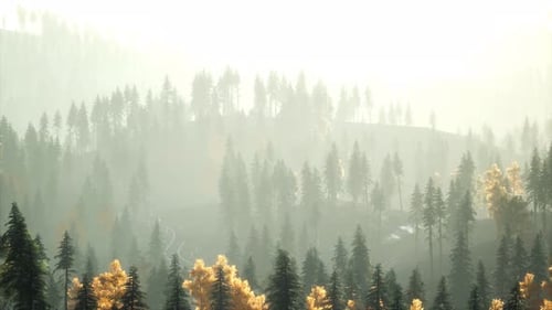 Sunlight in Spruce Forest in the Fog on the Background of Mountains at Sunset