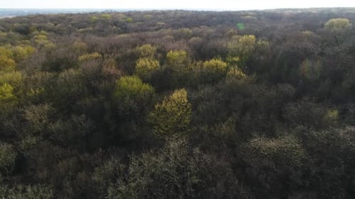 Volando sobre las cimas de los árboles de primavera desnudos del bosque mixto
