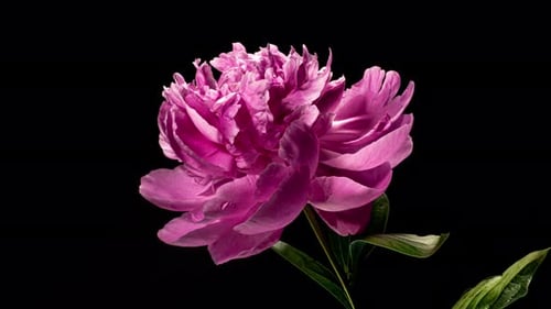 Pink Peony Open Flower in Time Lapse on a Black Background. Vedding Concept. Side View