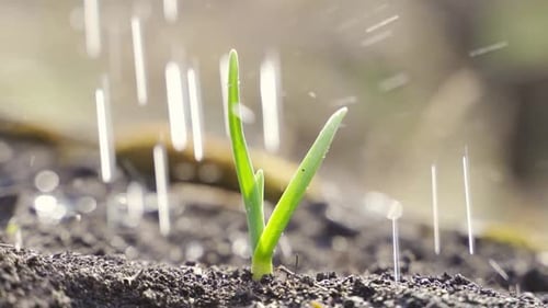 Man Watering Sprouts in the Garden with a Watering Can