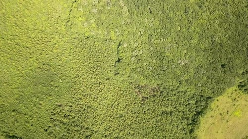 Top down aerial view of green summer forest with many fresh trees.