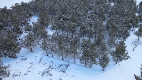 verschneit, bäume, winter