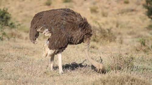 Foraging Ostrich