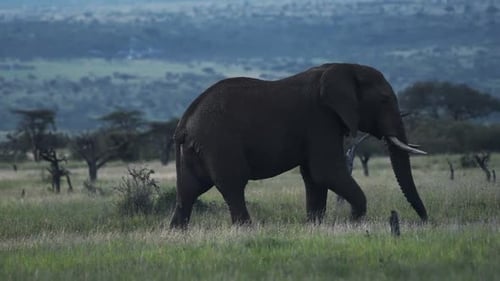 Landscape view of a male elephant walking through the Kenyan savannah, Africa