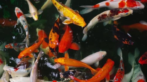Koi- oder Karpfenfische schwimmen im Teich