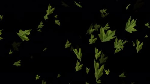 Frische grüne Blätter fallen auf schwarzen Hintergrund, Loop-Animation