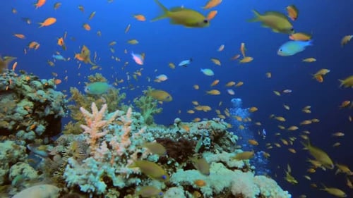 Underwater Coral Reef Marine