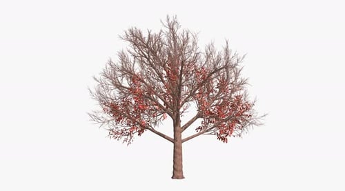 Four Season Cherry Pink Flowers