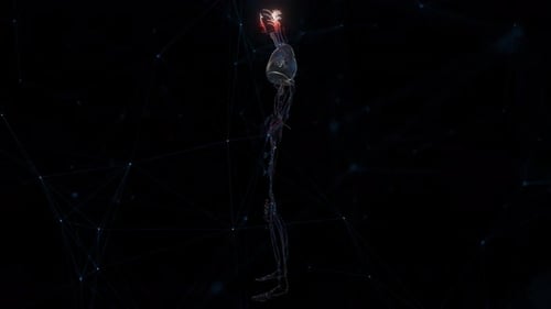 3D Human Body Anatomy with Circulatory System and Glowing Organs