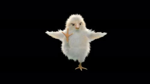 Cute Dancing Baby Chick Alpha Channel Animation