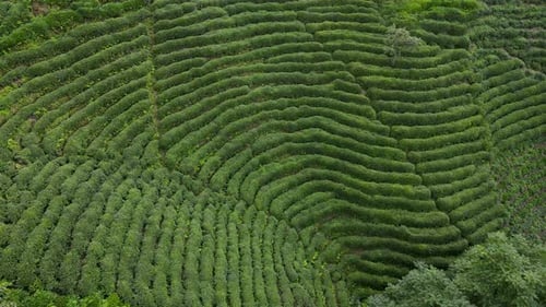 Tea Terraces