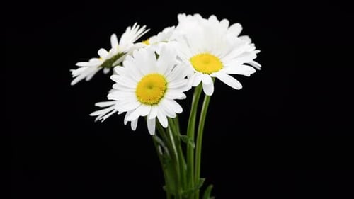 Elegant Bouquet of Daisies Rotating on Black Background