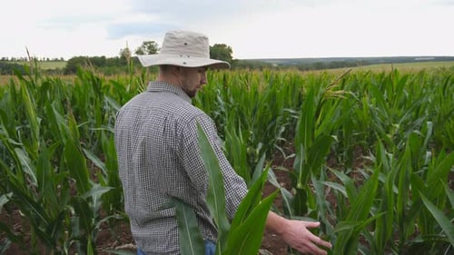 Handsome Farmer Standing at Field and Gently Touching Cornstalk at Organic Farm. Male Young Worker