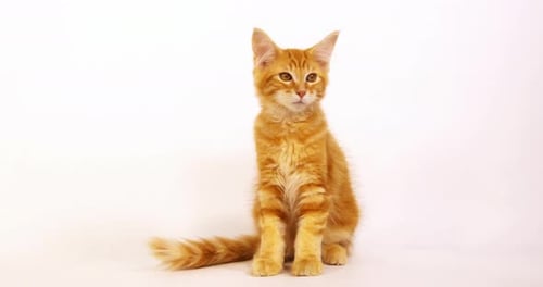Cream Blotched Tabby Maine Coon, Domestic Cat, Kitten against White Background, Normandy