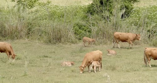 Beautiful brown cows are grazing on the green field in the sunny summer day