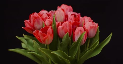 Red and White Tulips Blooming Time Lapse