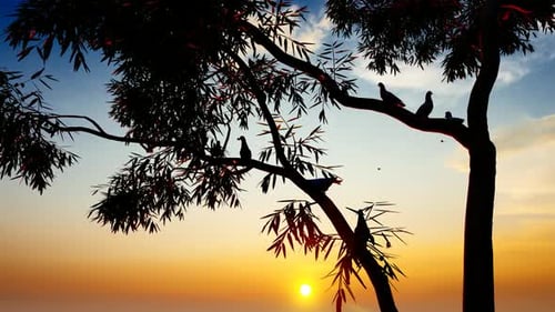 Tauben stehen bei Sonnenuntergang auf Ästen