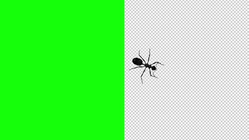 Black Ant - Pantalla de paso - Vista superior - Pantalla transparente y verde